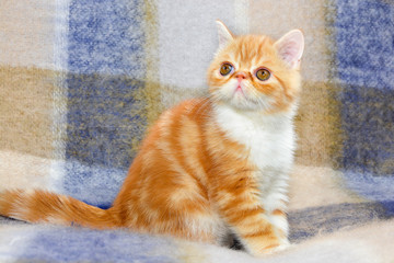 Fototapeta premium Little kitten exotic breed color red marble sitting on the couch 