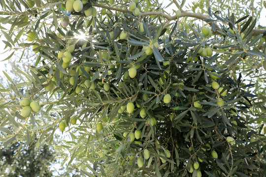 Olive tree branches with green olives before harvesting.
