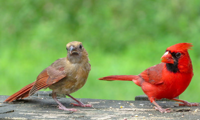 cardinals
