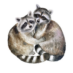 Raccoons embrace. Lovely loving animals in embraces isolated on white background. Watercolor. Illustration. Template. Hand drawing. Clipart. Close-up