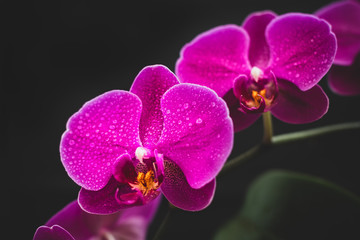 Fototapeta premium Beautiful delicate orchid flowers shot in soft light