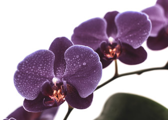 Naklejka na ściany i meble Beautiful delicate orchid flowers shot in soft light