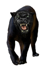 Black Panther © Rick