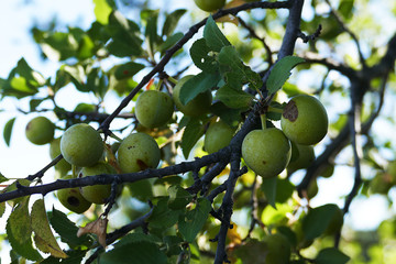 Prunus spinosa, Erik Jackal, medical mountain plum fruit,


