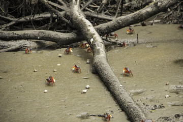 Carangueijos do mangue