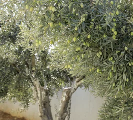 Crédence de cuisine en verre imprimé Olivier Olive tree branches with green olives before harvesting.