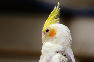 Nymphensittich, Nymphicus hollandicus