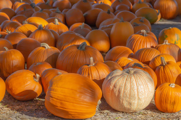 In a patch of pumpkins, a single of white pumpkin stands out among the sea of orange.
