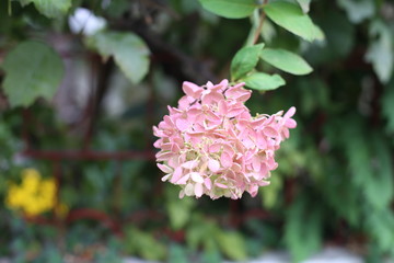 pink flower is blooming.