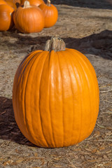 A big tall pumpkin sits in the foreground alone.
