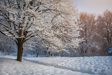 Winter morning in the city park of Khmelnitsky