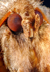 Common Metarranthis Moth