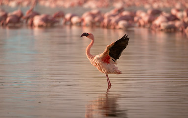 Flamingo in India