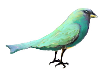 Blue Bird 02