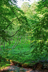 forest regrowth in a clearing 2