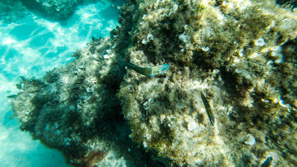 underwater exploration in a paradise island
