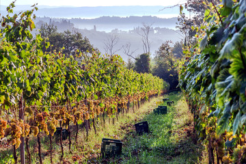 Morning with mist over harvesting grape at beautiful grapeyard of Tuscany, with green valleys and...