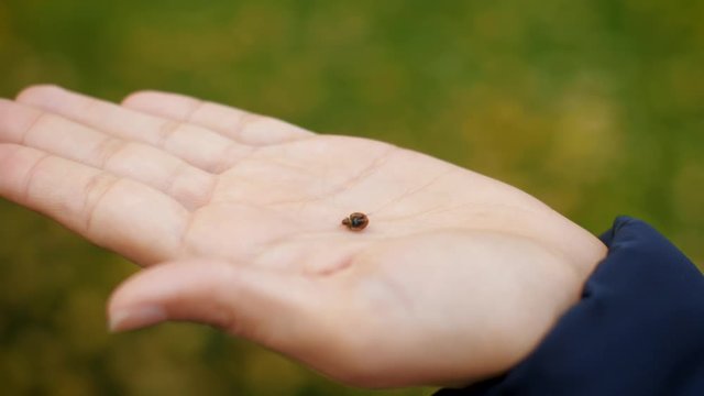Ladybug crawling on female palm close-up. The insect flies up from the girl's hand. 4k slow motion 60 fps.