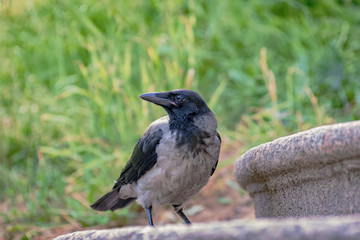 bird crow in urban environments with a blurred background back