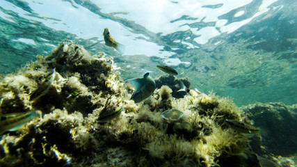 Fototapeta na wymiar underwater exploration in a paradise island