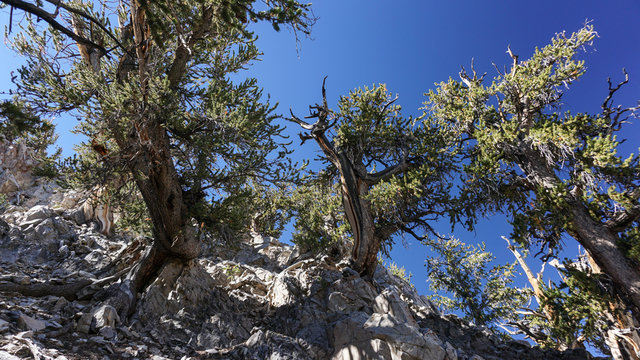 Ancient Great Basin Bristlecone Pine trees, thousands of years old, at high elevation on a rocky slope in the White Mountains of California under a dramatic deep blue sky,.