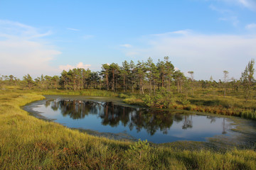 Kemeri national park, bog landscape picture with trees refelcting in the water.