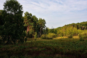 forest clearing in evening sun