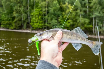 Fotobehang a small zander biting a green jig bait, fisherman holding it in hand © ConnySkogberg
