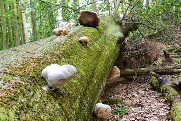 fungus taking over fallen beech tree