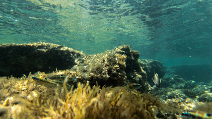 underwater exploration in a paradise island