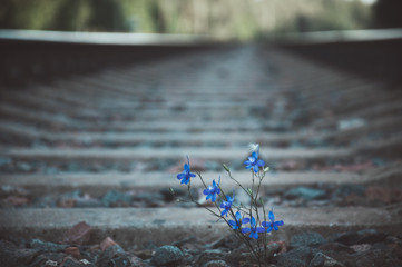 Fototapeta na wymiar Blue flower grows on railway tracks among the stones. Selective focus.