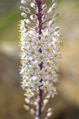 Obraz premium Flowering plant in Santorini, Greece