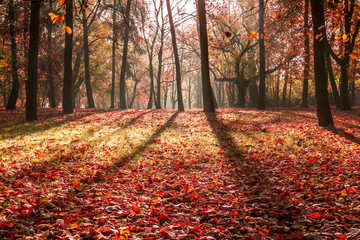 Obraz premium A beautiful morning in a park full of colorful autumn trees.