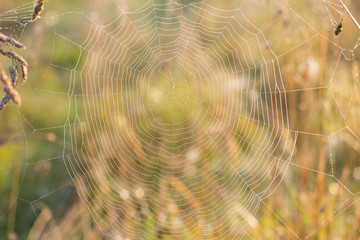 Web or cobweb with dew drops in the early dawn. Dry autumn field at dawn.