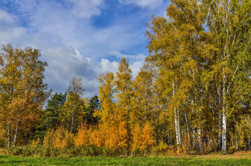 Fototapeta premium Beautiful romantic landscape with golden leaves of birch trees in autumn forest season - bright fall background at warm sunny september day with blue sky and white clouds
