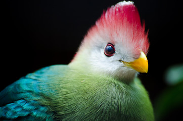 Turaco de cresta roja