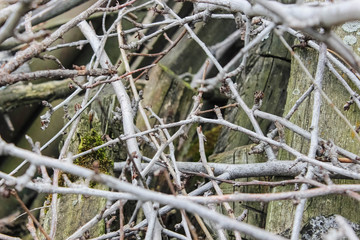 A bunch of cut branches in the garden