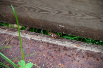 Little frog hides between block and beam