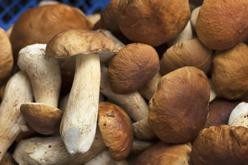 White edible mushrooms in a wicker basket are sold on the market