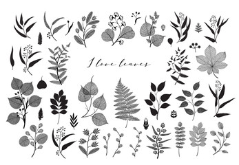 Big set of branches and leaves, fall, spring, summer. Vintage botanical illustration,  floral elements in black design on white background