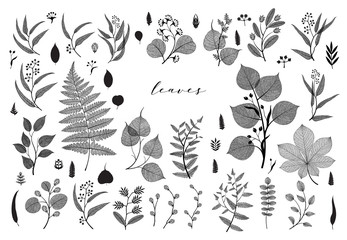 Big set of branches and leaves, fall, spring, summer. Vintage botanical illustration,  floral elements in black design on white background