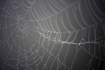 Spider web with dew on an early morning