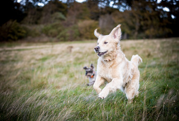 The Golden Retriever