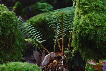 three fern leaves in the forest - obrazy, fototapety, plakaty