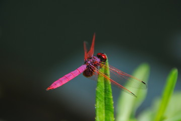 Libelle