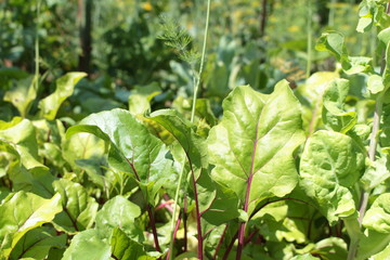 beetroot leaves