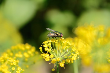 fly on blossom dill