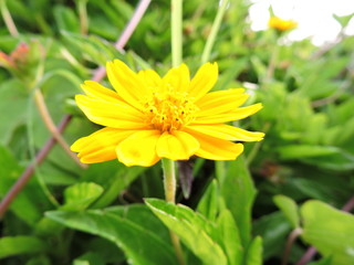 flor