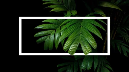 Tissu par mètre Palmier Palmier tropical laisse la disposition du cadre de la nature, le feuillage de la forêt tropicale plante des arbres sur fond noir avec une bordure de cadre blanc.