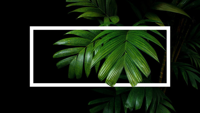 Tropical palm leaves nature frame layout, rainforest foliage plant trees on black background with white frame border.